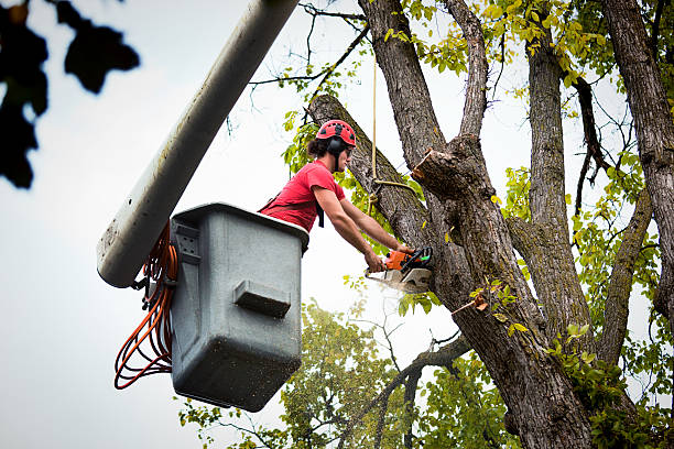 Best Tree Risk Assessment  in Pinedale, WY